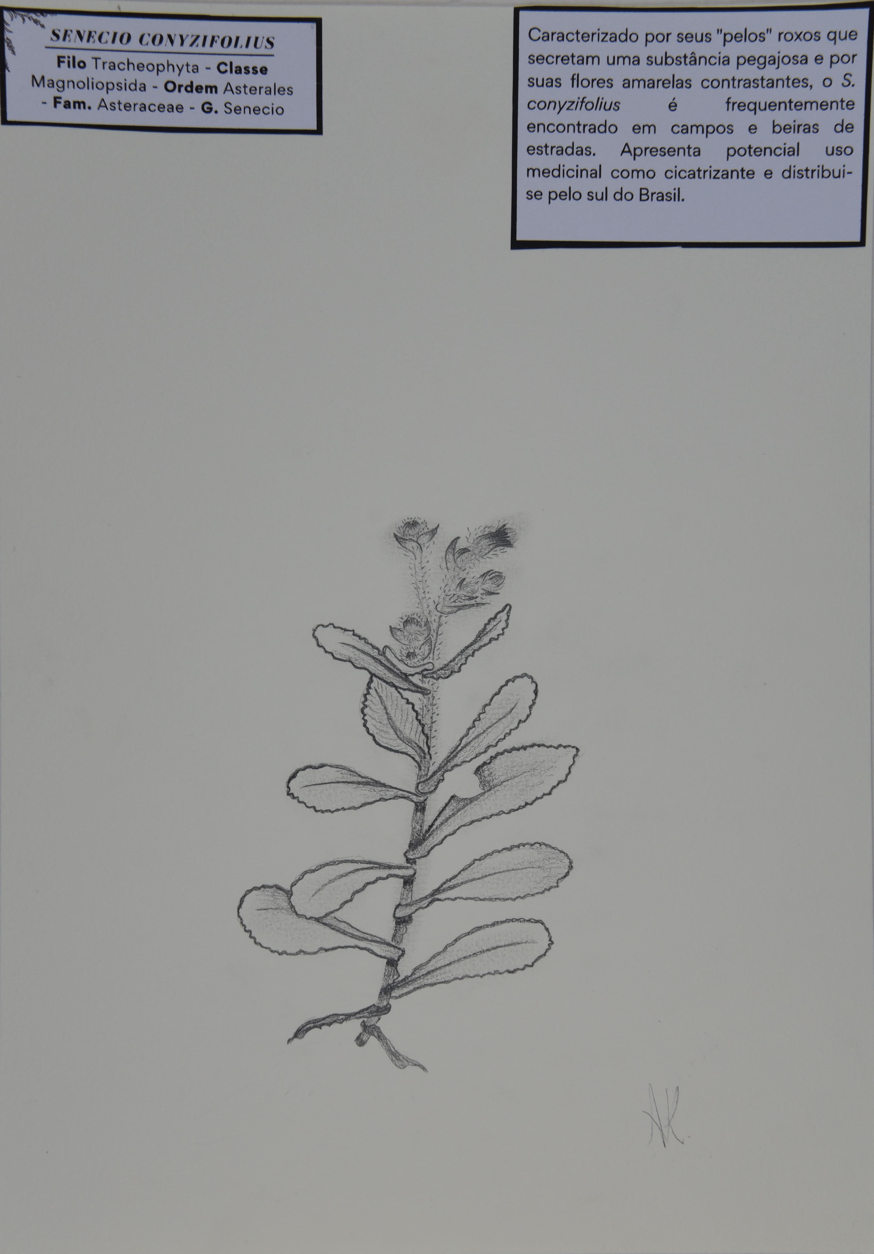Obra 43 - Arnica